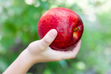 Red apple in a child's hand. Pick apples. Harvest of apples.