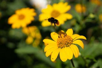 Honey bee collecting pollen on yellow flower. Bumblebee on a flower against blurry background. 