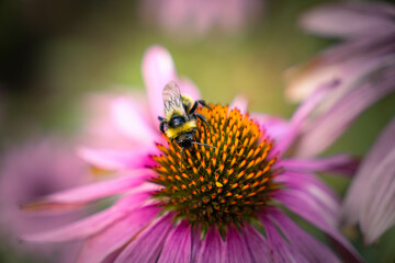 Honey bee collecting pollen on purple flower. Bumblebee on a flower against blurry background. 