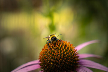 Honey bee collecting pollen on purple flower. Bumblebee on a flower against blurry background. 