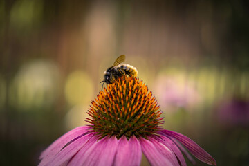 Honey bee collecting pollen on purple flower. Bumblebee on a flower against blurry background. 