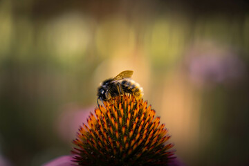 Honey bee collecting pollen on purple flower. Bumblebee on a flower against blurry background. 