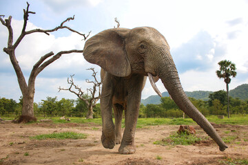 Elephant d'afrique de l'ouest proche de Kara, Togo en train de se déplacer - obrazy, fototapety, plakaty
