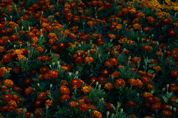 Vibrant yellow and orange marigolds. Field of blooming flowers. Natural floral background. Tagetes, Aztec, African Marigold, Asteraceae, Aster
