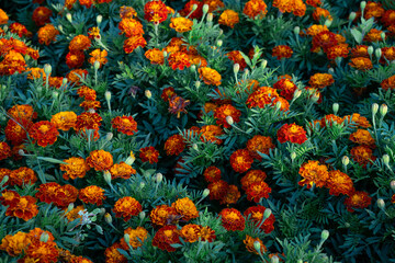 Vibrant yellow and orange marigolds. Field of blooming flowers. Natural floral background. Tagetes, Aztec, African Marigold, Asteraceae, Aster