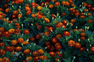 Vibrant yellow and orange marigolds. Field of blooming flowers. Natural floral background. Tagetes, Aztec, African Marigold, Asteraceae, Aster
