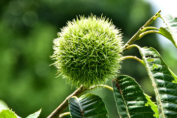 緑が美しいイガの栗の実