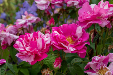 Raspberry cream twirl climbing rose with deep pink double flowers