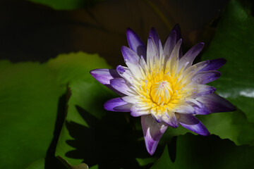 Purple Waterlily flower with yellow pollen inside blooming in pond .
