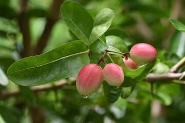 fresh Carissa Carandas on tree in plantation with blurred background . it has medicinal properties