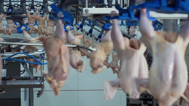 Poultry processing industry. Raw chicken meat production line. Poultry processing plant. Conveyor belt for food factory. Automatic machine in broiler meat process. Modern equipment in slaughterhouse.2