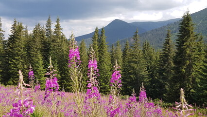 lavender field in the mountains