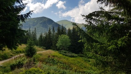 forest in the mountains