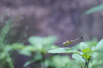 A little dragonfly is sitting on a twig in close-up.Macro shots of a dragonfly.