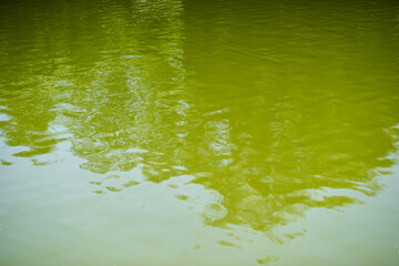A green lake in the park and the reflection of trees and the sky in it