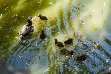 A duck with her little ducklings in the water in the park in the shadow of the sun