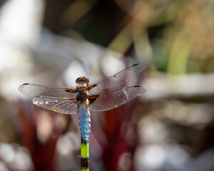 detailed close up of an adult male broad bodied Chaser dragonfly (Libellula depressa)