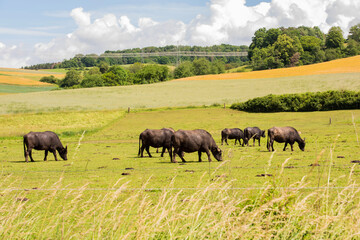 Naklejka na ściany i meble Water buffalo in the pasture in Germany