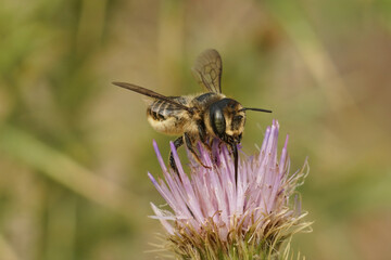 Closeup on a female Horned woodborer solitary be, Lithurgus cornutus, collecting pollen on a purple thistle flower
