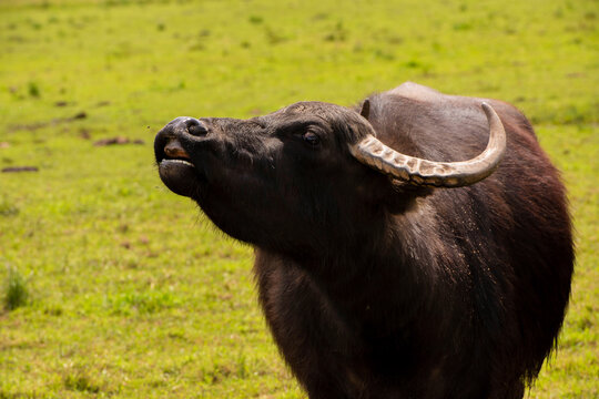 Water buffalo in the pasture in Germany