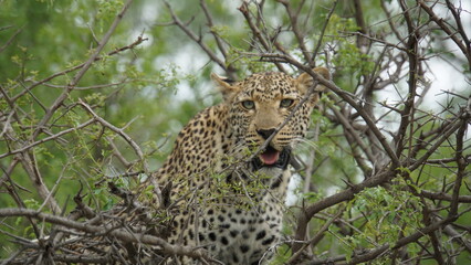 leopard in tree