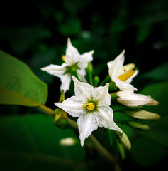 white and yellow flower