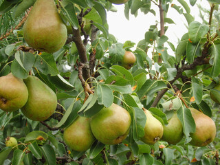 Pears on tree in fruit garden. Fresh organic pears on tree branch