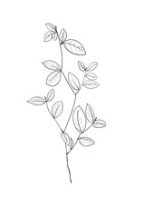 Fototapeta premium botanical wild flowers line art and garden plants.Hand drawn leaves, pink flowers, herbs and natural elements. For decorations, scrapbooking, cards for birthday, party, baby shower.