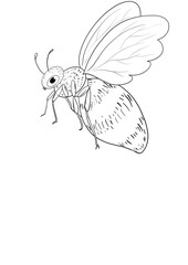 Bee line icon illustration. Graphic logo of insect, simple doodle emblem. Hand drawn honeybee isolated on white background.