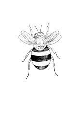 Bee line icon illustration. Graphic logo of insect, simple doodle emblem. Hand drawn honeybee isolated on white background.