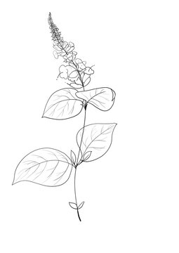 recommend clip art: botanical wild flowers line art and garden plants.Hand drawn leaves, pink flowers, herbs and natural elements. For decorations, scrapbooking, cards for birthday, party, baby shower.
