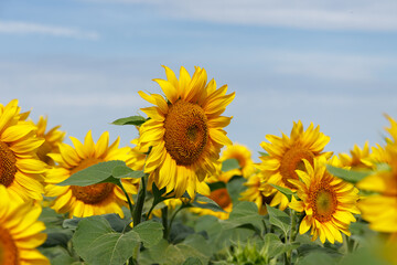 Field of ripe sunflowers in summer against the blue sky