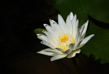 white waterlily blooming in the pond with sunlight .