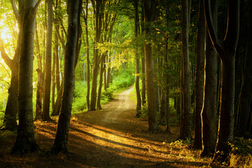 Fototapeta premium Foggy forest during calm autumn day. Beautiful light in the forest