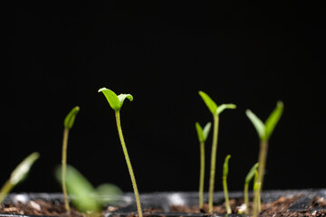 Growing tomatoes from seeds, step by step. Step 6 - many sprouts sprouted.