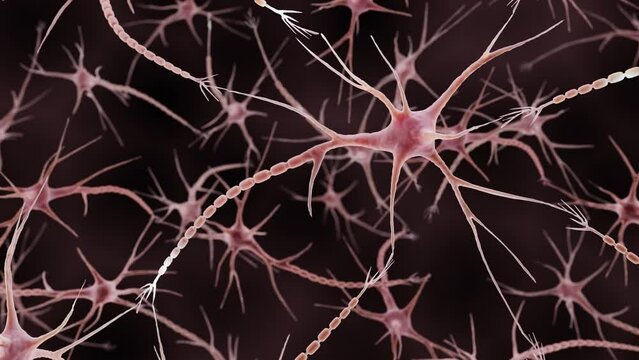 Firing neuron in the brain, medically accurate 3d animation
