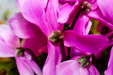Macro image of a pink cyclamen