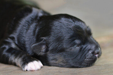 Cute Poodle Puppy Sleeping on the ground . Close up