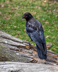 Obraz premium crow on a log