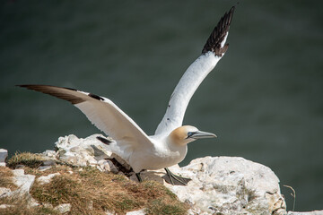 Gannet on the cliffs by the sea