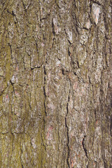 Bark of pine tree. tree bark background. Brown texture of the old tree. Natural coniferous bark background