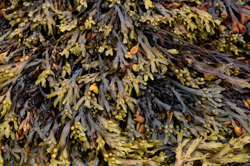 Closeup View of Seaweed at a Coastal Location