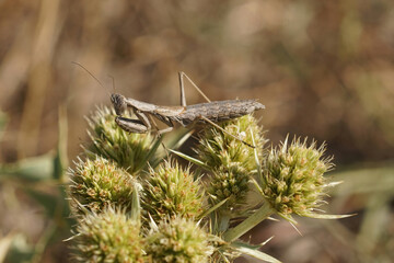 Closeup on an adult brown European praying mantis, Ameles decolor sitting on an green field eryngo