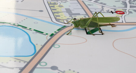 great green bush-cricket sitting on the map