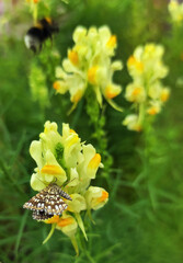 butterfly Latticed Heath sitting on a flower