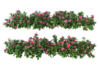 Shrubs and flowers on a transparent background.
