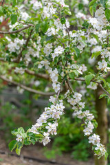 Banner background with bee and blooming tree branches, honey production and spring concept