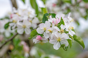 Banner background with bee and blooming tree branches, honey production and spring concept