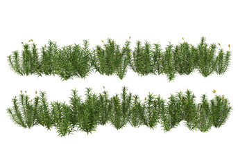 Tropical plants on a transparent background