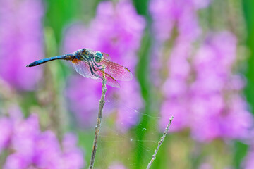 Blue Dragonfly and Web